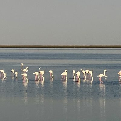 IMG_3987