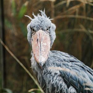 ave-picozapato-balaeniceps-rex en tamaño mediano