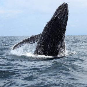Balena geperuda saltant a l'Atlàntic davant del Gabon