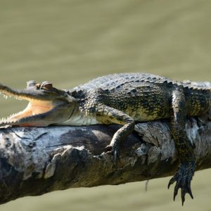 Cocodril a la riba d'un riu de Gabon