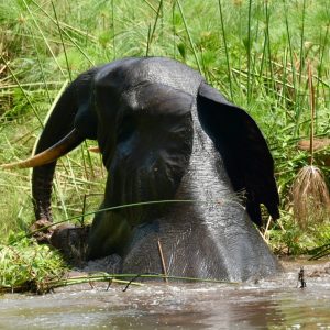 Elefant banyant-se a Gabon