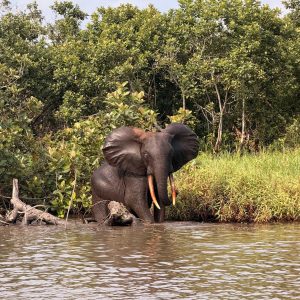 Elefant de selva a la vora d'un riu al Gabon