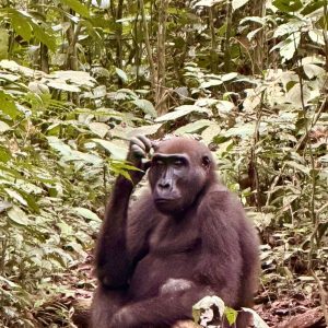 Goril·la assegut a la selva del Gabon