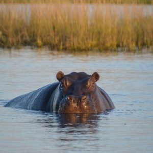 Hipopòtams en un riu de Gabon