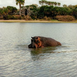 Hipopòtam sortint de l'aigua a Gabon