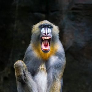 Mandril al Gabon