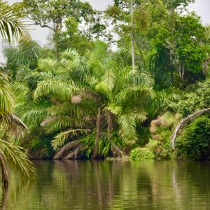 Riu i vegetació a Gabon